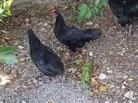 Chickens — photo 1