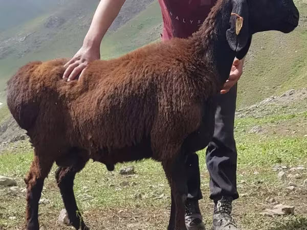 Carnero, Blackheaded Persian sheep