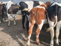 公牛, Russian Black pied cattle — 照片 2