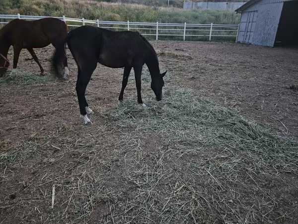 Caballo, Akhal-Teke