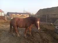 Cheval, Soviet Heavy draft — photo 1