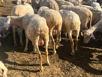 Ram, Sheep — photo 2
