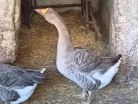 Geese — foto 2