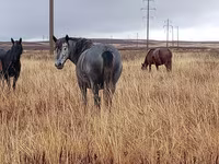Kobyła, Kazakh horse — zdjęcie 2