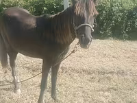 घोड़ी, Azerbaijan horse — फ़ोटो 1