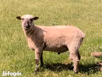 Widder, Shroshire sheep — Foto 1