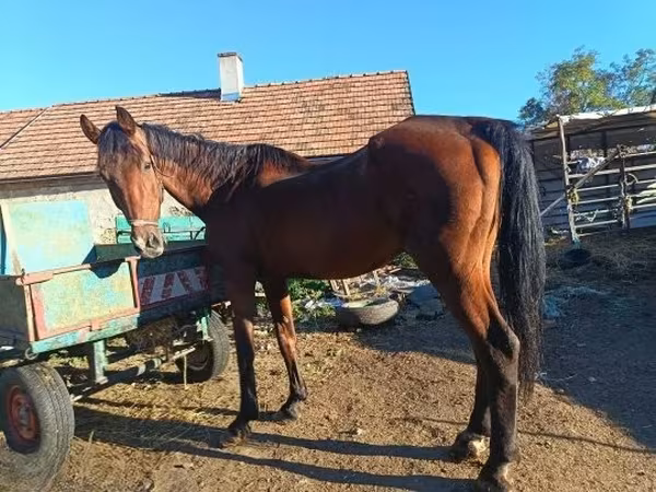 Cheval, Chevaux