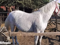 Stute, Lipizzaner — Foto 1
