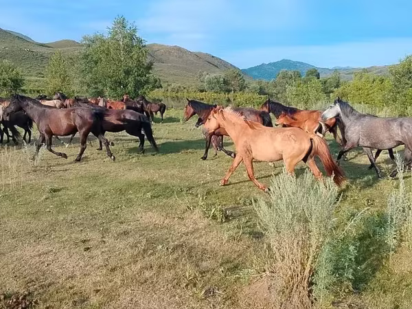 At, North Swedish horse