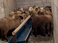 Widder, Merino sheep — Foto 7