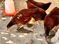 Rhode Island Red — foto 2