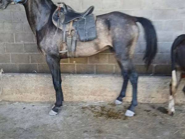 حصان, Arabian horse
