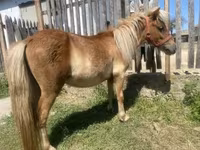 At, Indian half-bred — foto 5