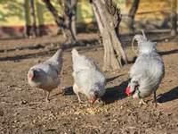 Araucana — Foto 4