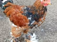 Brahma — photo 1