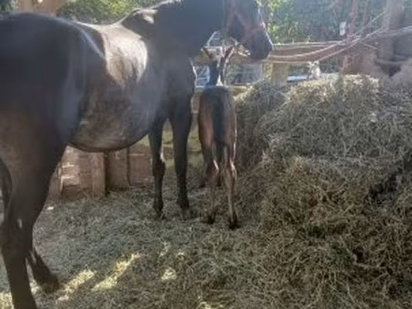 Jument, Chevaux