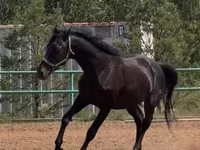 حصان, Trakehner — الصورة 3