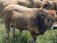 Taureau, Aubrac cattle — photo 2