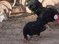 Bantam — Foto 3
