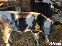 Bovinos (lote, sexo não especificado), Azul Belga — foto 2