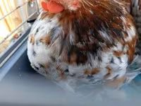 Pekin Bantam — zdjęcie 3