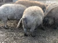 Pigs (batch, sex not specified), Мангалица — photo 5