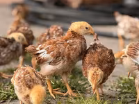 Rhode Island Red — foto 3
