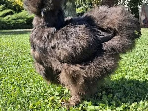 Silkie