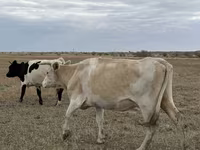 雌牛, Latvian Blue cattle — 写真 1