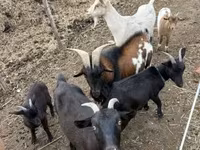 Cabras (lote, sexo no especificado), Cabras — foto 1