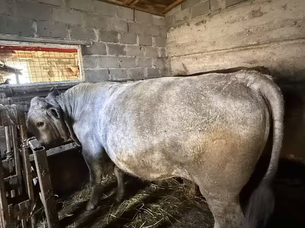 公牛, Cattle