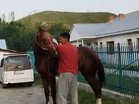 حصان, Karabair horse — الصورة 8