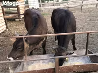 Vache, Race brune des Carpates — photo 1