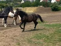Hengst, Hucul pony — Foto 1