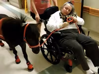 公马, Miniature horse — 照片 1