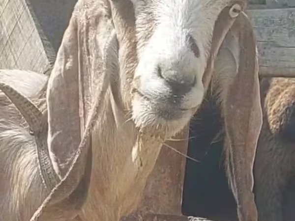ماعز (دفعة، الجنس غير محدد), Beetal goats