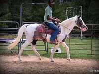 Cheval, National Show Horse — photo 5