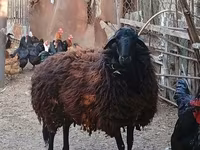 भेड़, Karabakh sheep — फ़ोटो 1