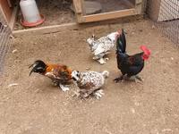 Brahma — photo 7