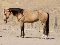 Horse (M), Quarter Horse — photo 6