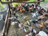 Holandský bantam — foto 6