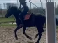 घोड़ा, Hungarian horse breed — फ़ोटो 3