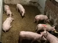 公猪, Гипор — 照片 8