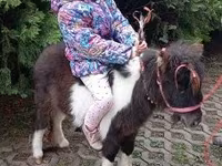 Cheval, Falabella — photo 1