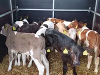Taureau, Vache limousine — photo 2
