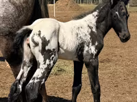 Stute, Appaloosa — Foto 2