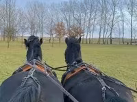 Koń, Hungarian horse breed — zdjęcie 4