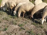 भेड़, Karabakh sheep — फ़ोटो 5