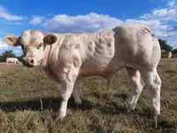 Taureau, Charolais cattle — photo 1