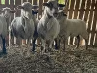 母羊, Merinoland sheep — 照片 4